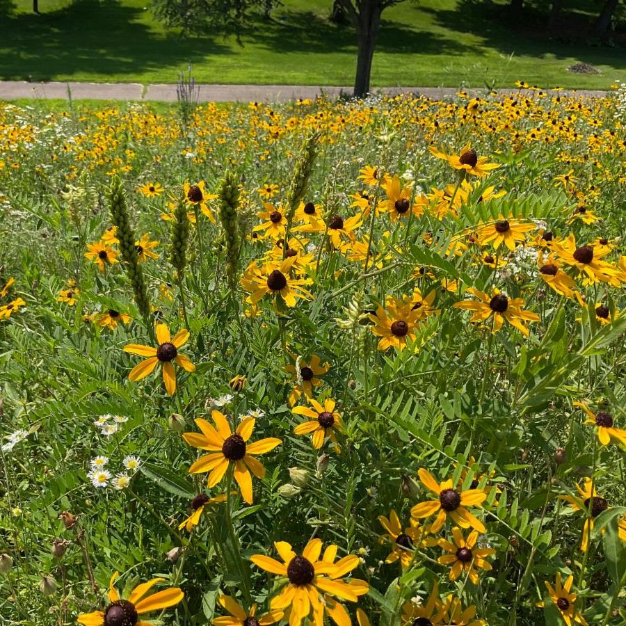 Prairie restoration work at Southwest Park Ponding Basin in Hastings Minnesota