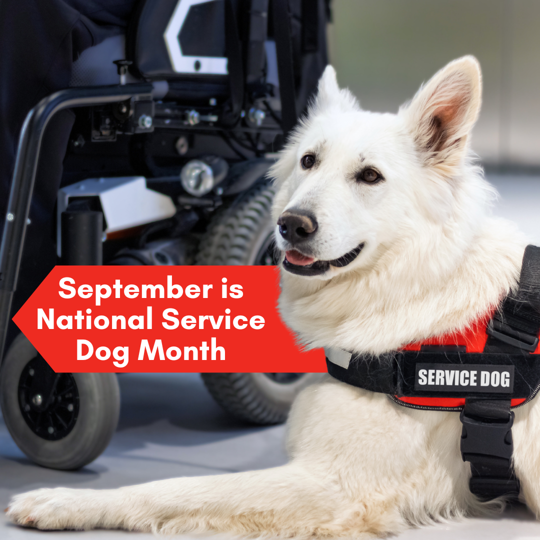 A Service Dog sitting next to a wheelchair