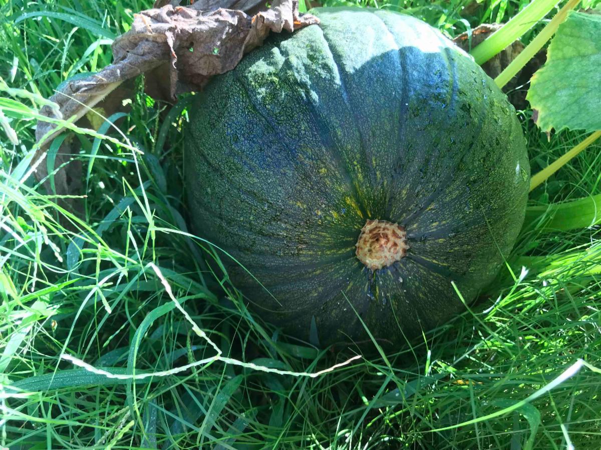 pumpkin on the vine with green skin