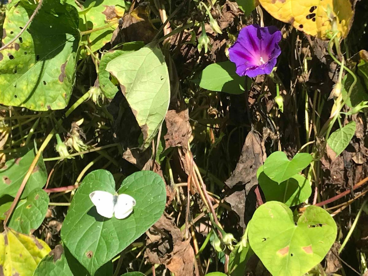 Photo of a patch of morning glory plant leaves with one flower and a small white butterfly perched on one leaf. The photo is outdoors in daylight.