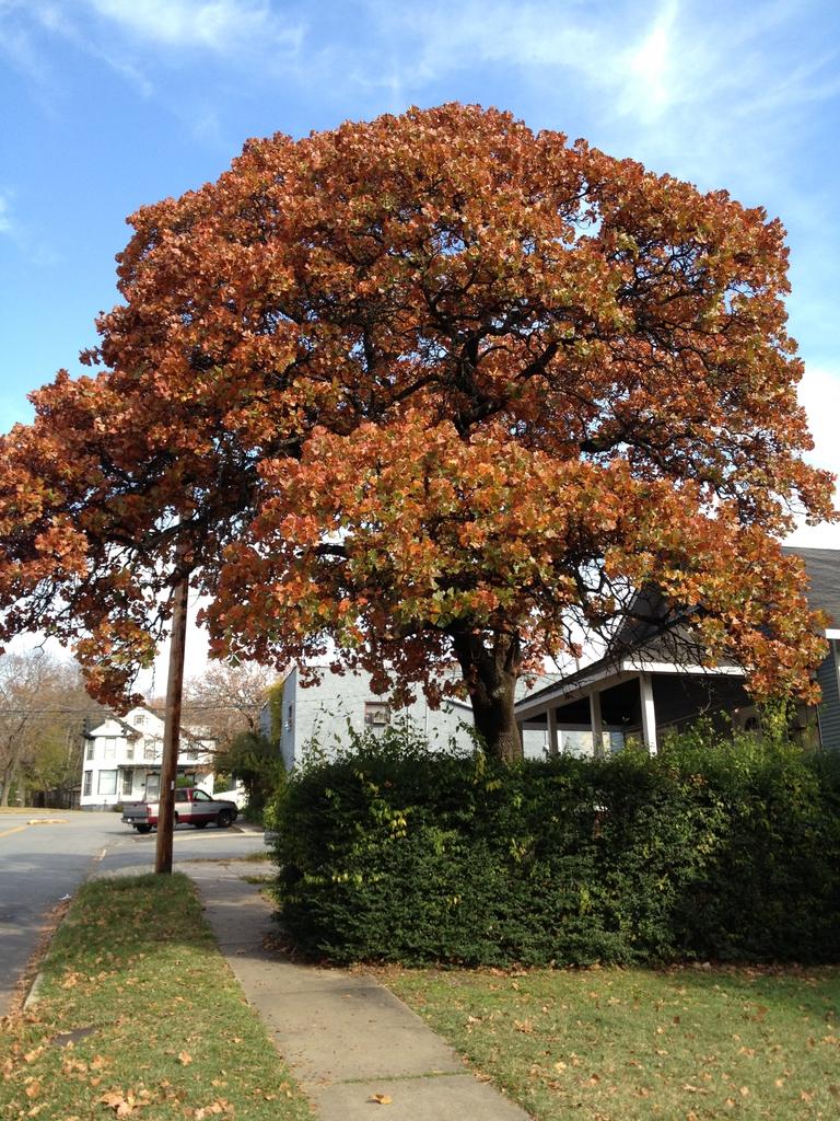 A Blackjack oak tree, the state tree of Maryland, in fall color with yellow and red leaves.