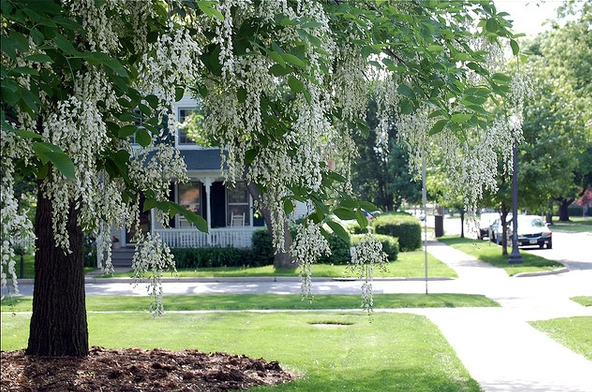 An American yellowwood tree with gracefully hanging  blooms on arching branches in a yard.