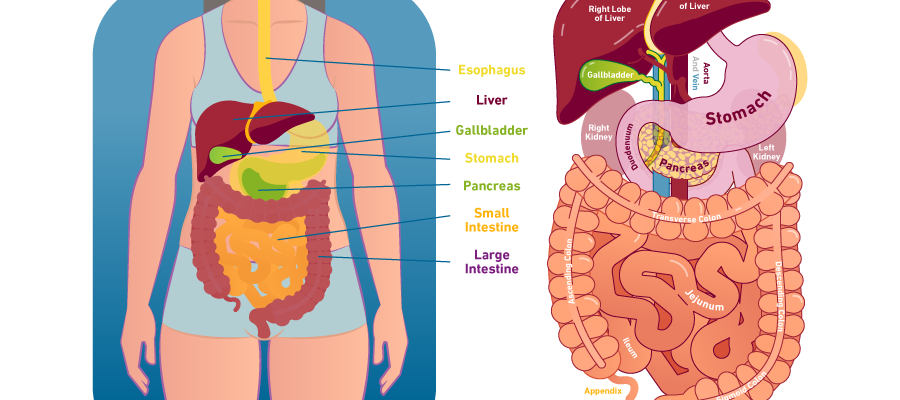 view-of-digestive-illustration.png