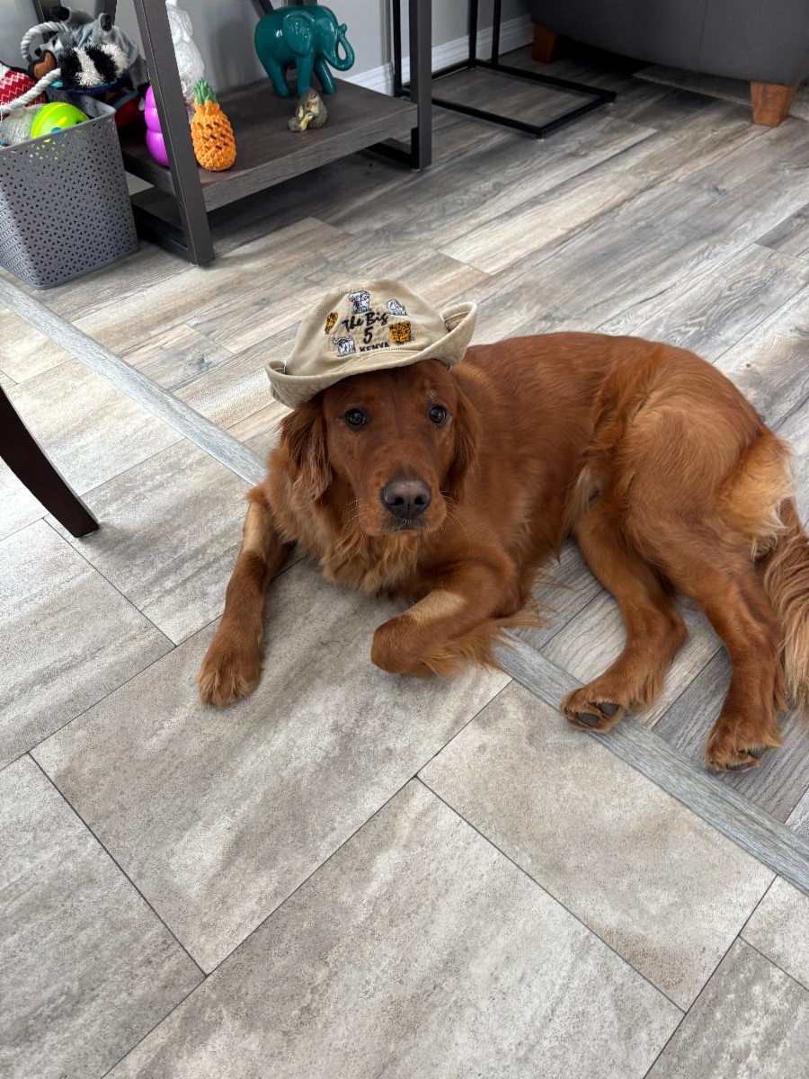 a red Golden Retriever laying on the floor wearing a tilly hat. 