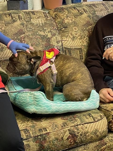 a small brindle dog wearing a therapy dog vest sitting on a couch