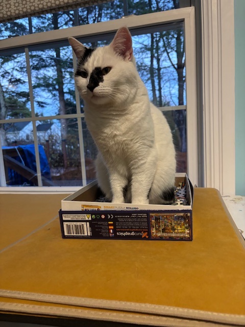 white cat sitting in a box