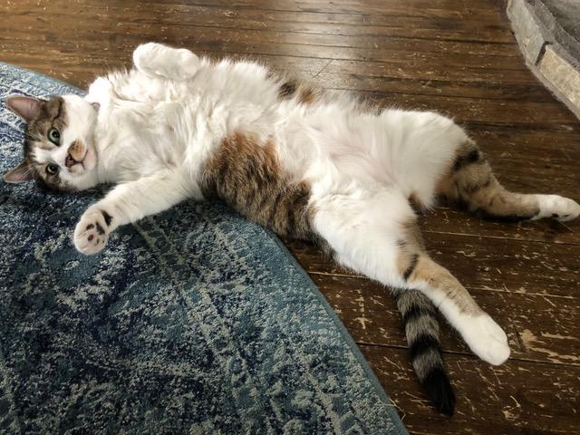 brown cat with a white belly laying on his back