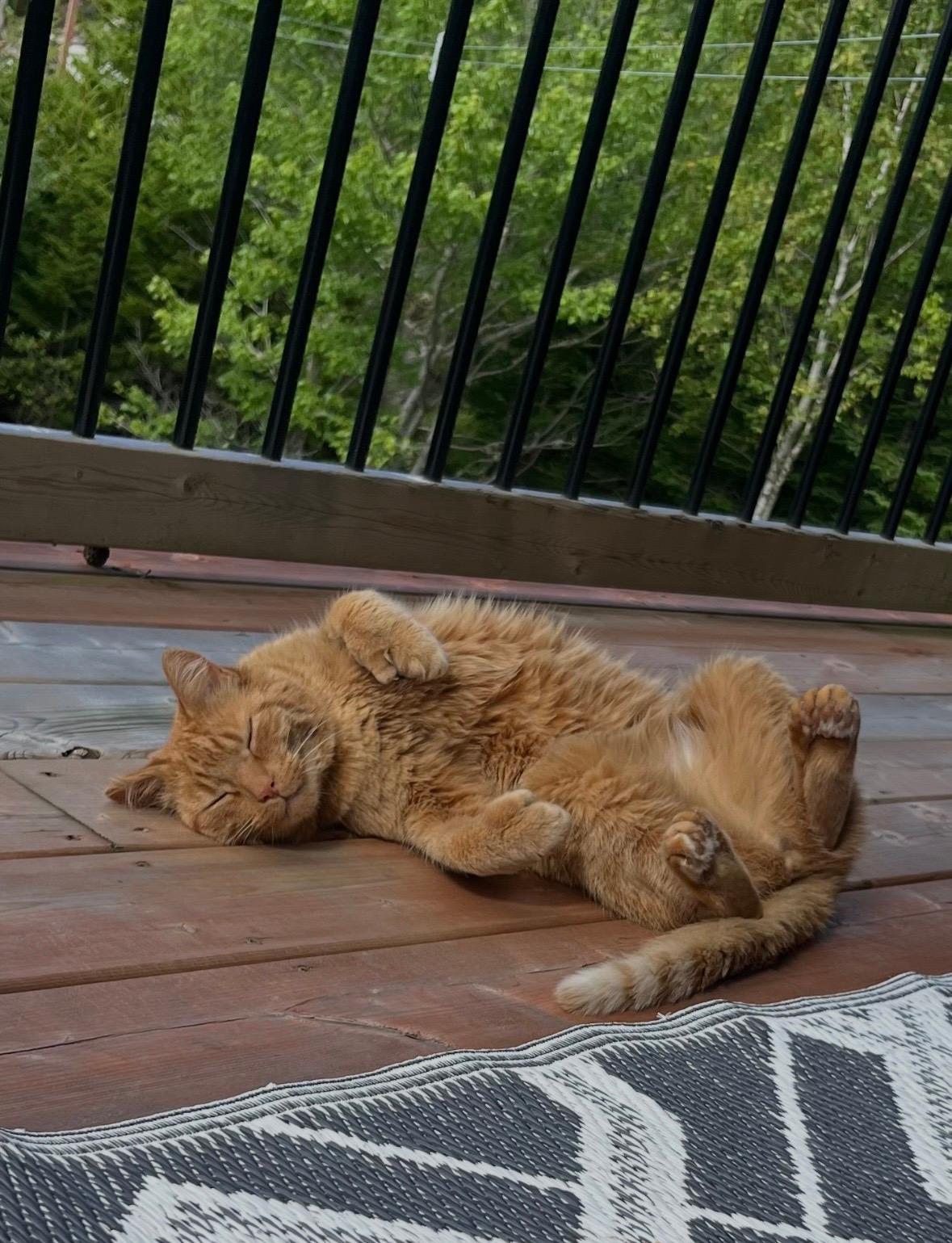 Jasper the orange cat laying on his back outside on the deck 