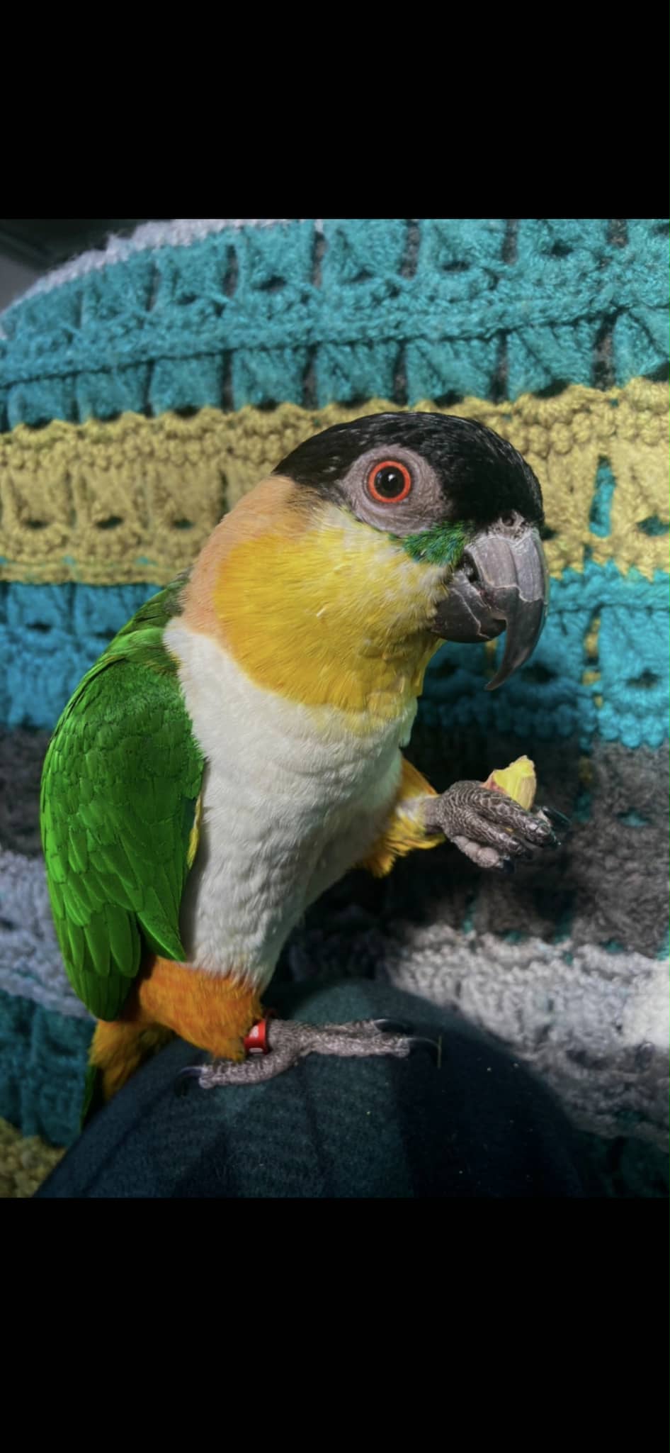 green and yellow parrot