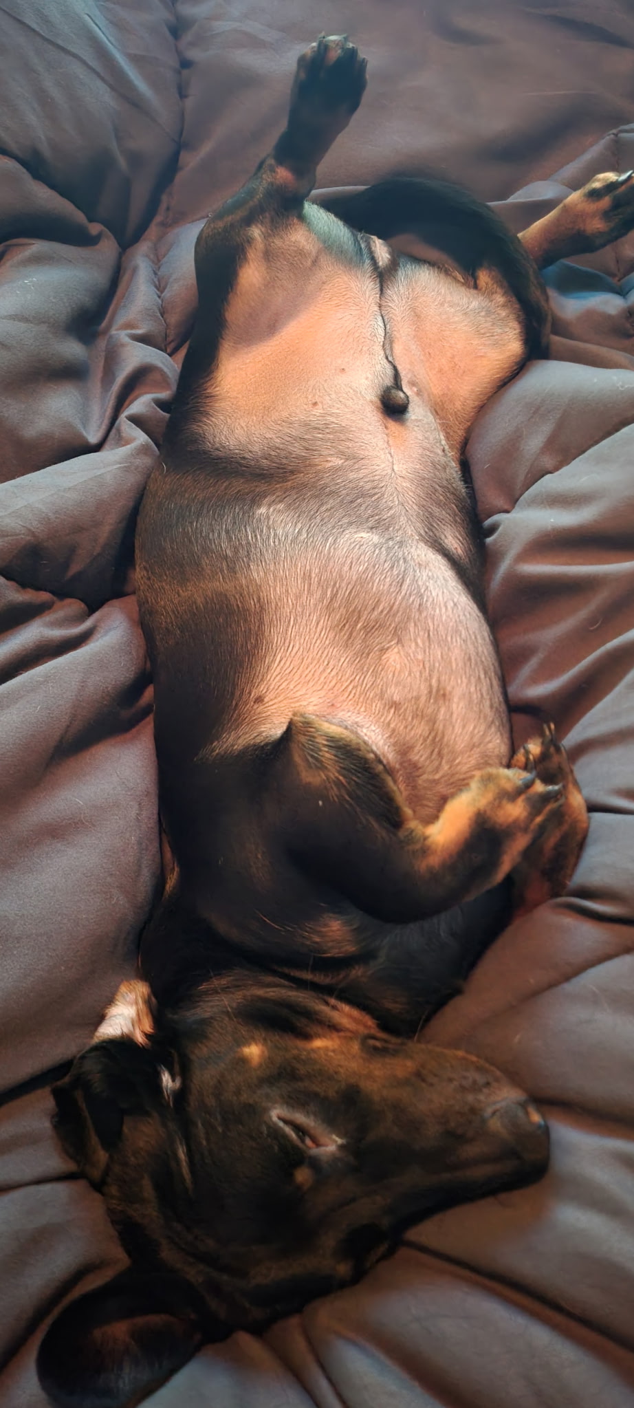 Rolo the dog lying on his back