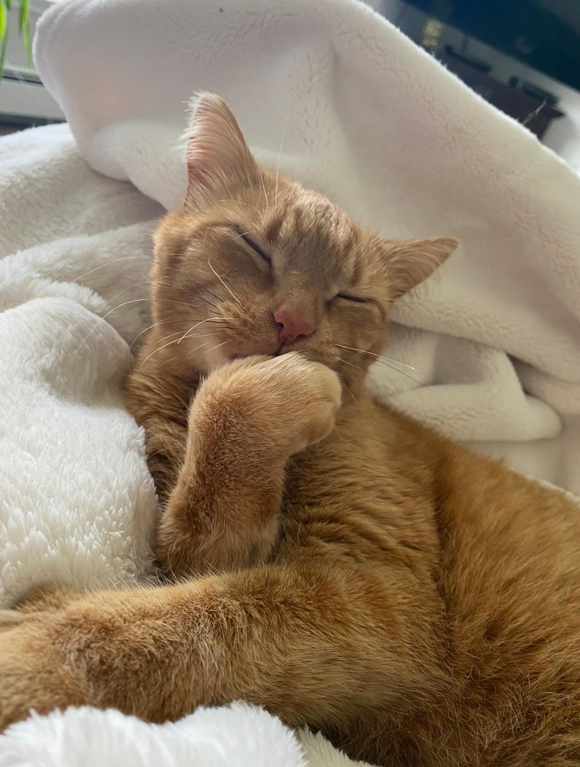 Jasper an orange cat licking his paw