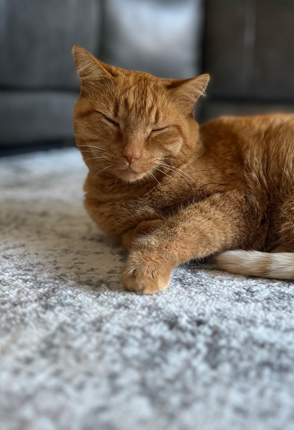 orange cat