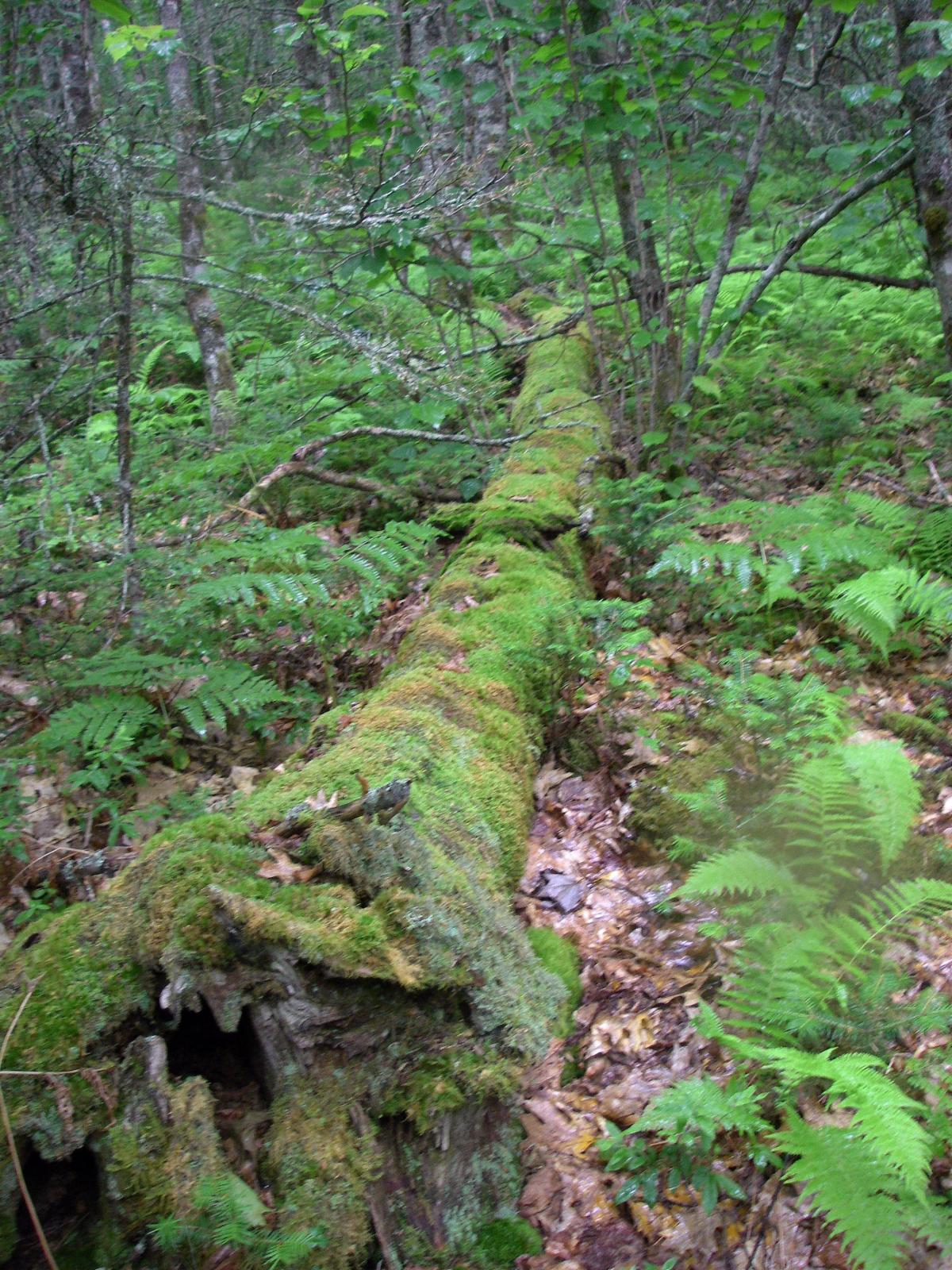 Old growth forest fallen tree covered in moss