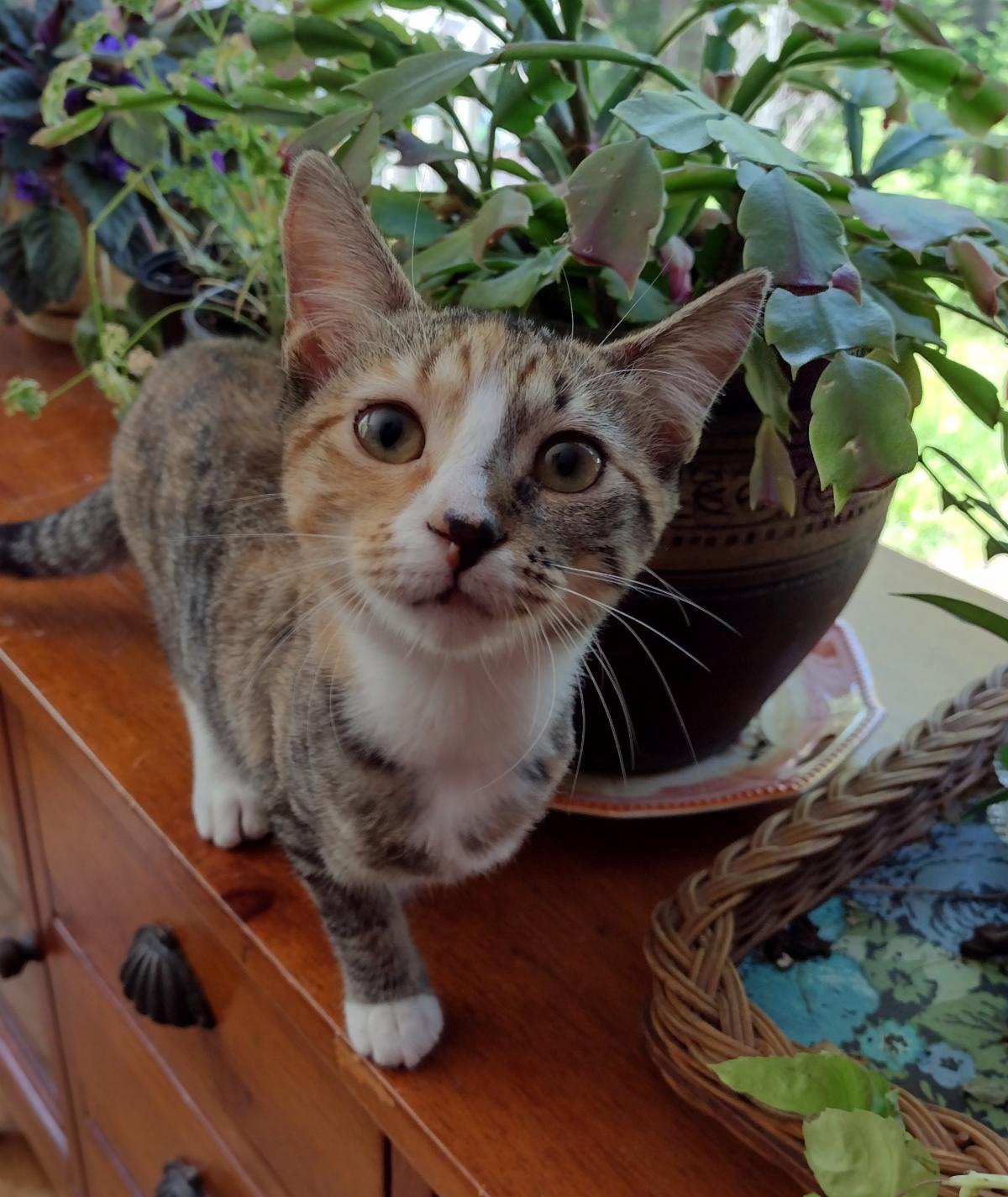 calico cat sitting in front of a plant 