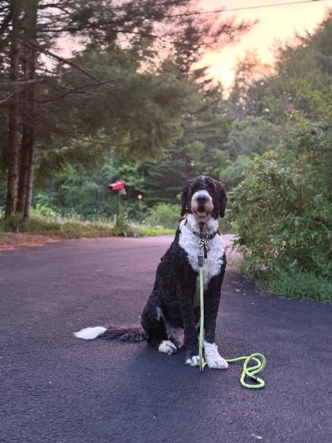 Ollie is a sit position with trees in the background