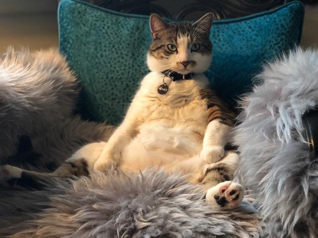 rollover model Henio sitting upright on a furry blanket and teal pillow