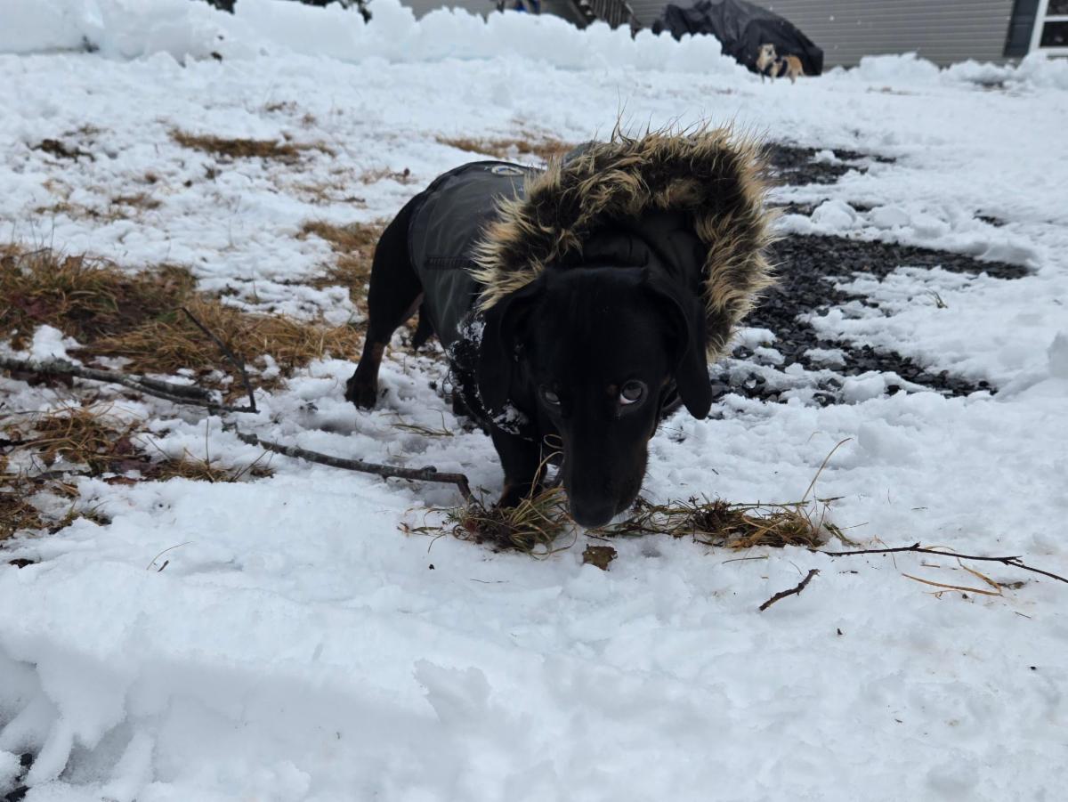 Rolo in the snow wearing his coat with a faux fur hood