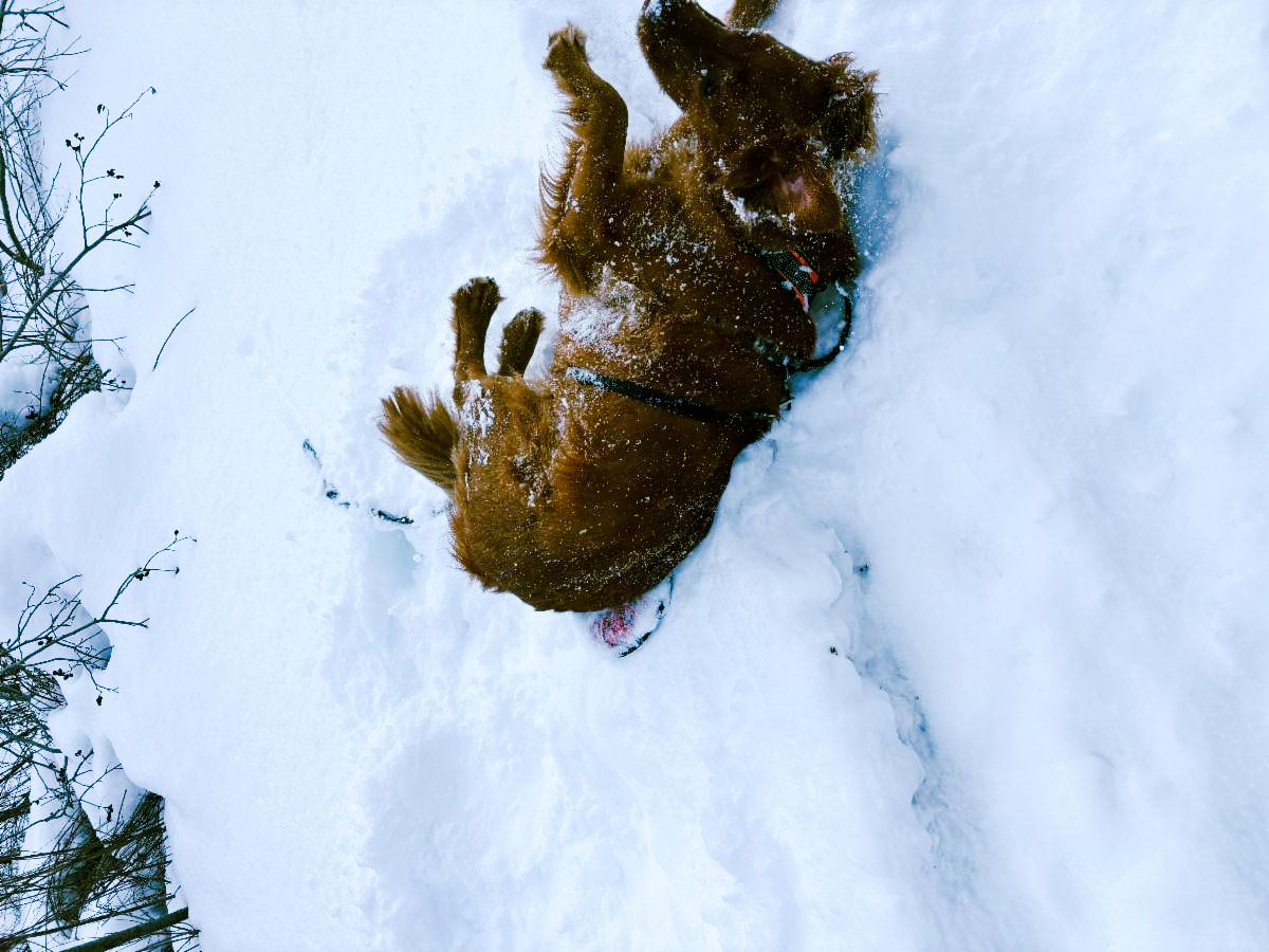 rollover model Rosie, the red Golden Retriever rolling around in the snow