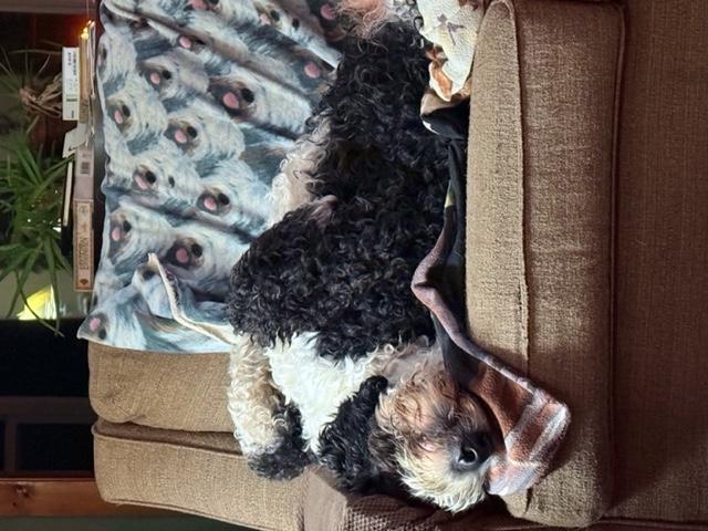 Ollie laying on his back