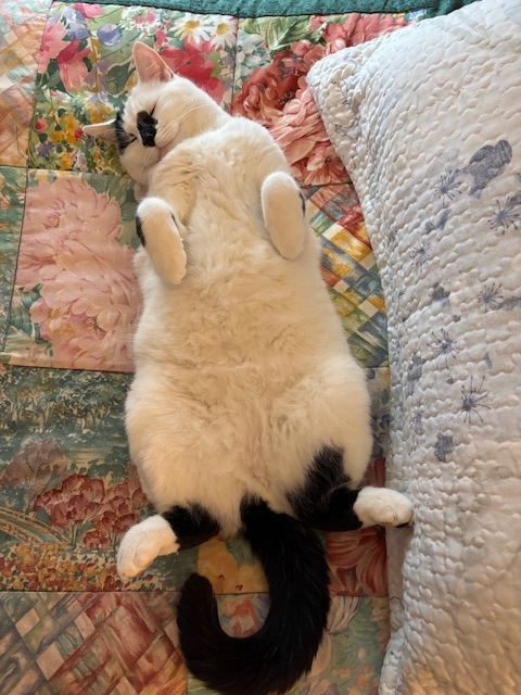white cat with black tail laying on his back on a floral blanket