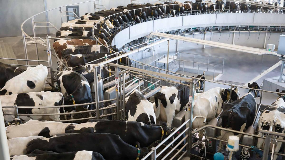New Mexico's Massive Dairy Industry on Parade