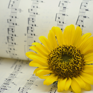 Photo of a sunflower sitting on sheet music