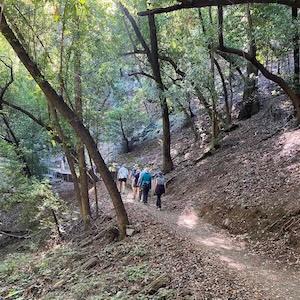 Photo of five hikers as seen from behind on a trail through the redwoods