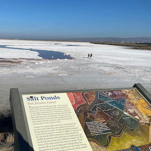 Photo of the salt ponds in Alviso