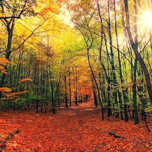 Autumn forest walking path with sunshine