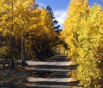 yellow-trees-path.jpg