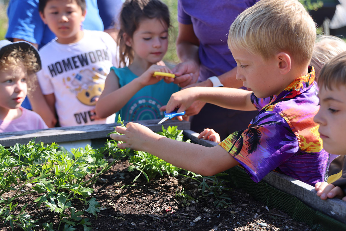 Young children gather at a raised garden bed. One uses scissors to cut herbs.