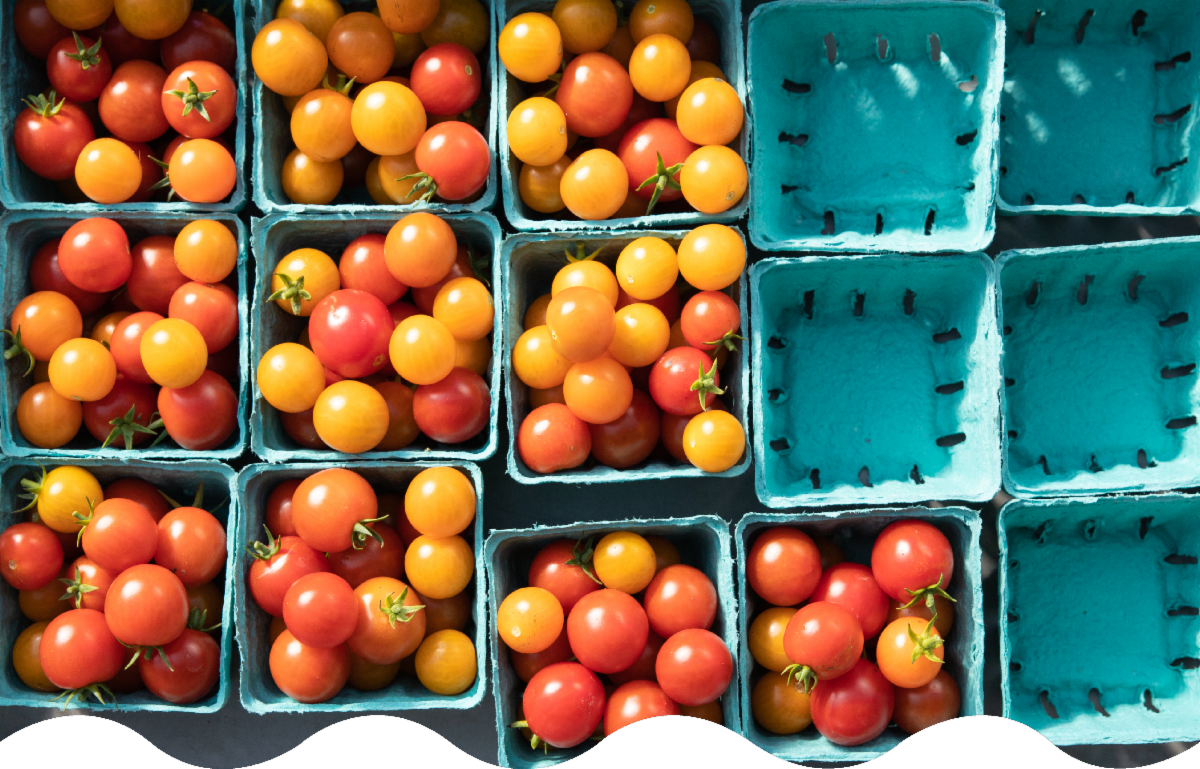 Colorful cherry tomatoes in blue pulp containers