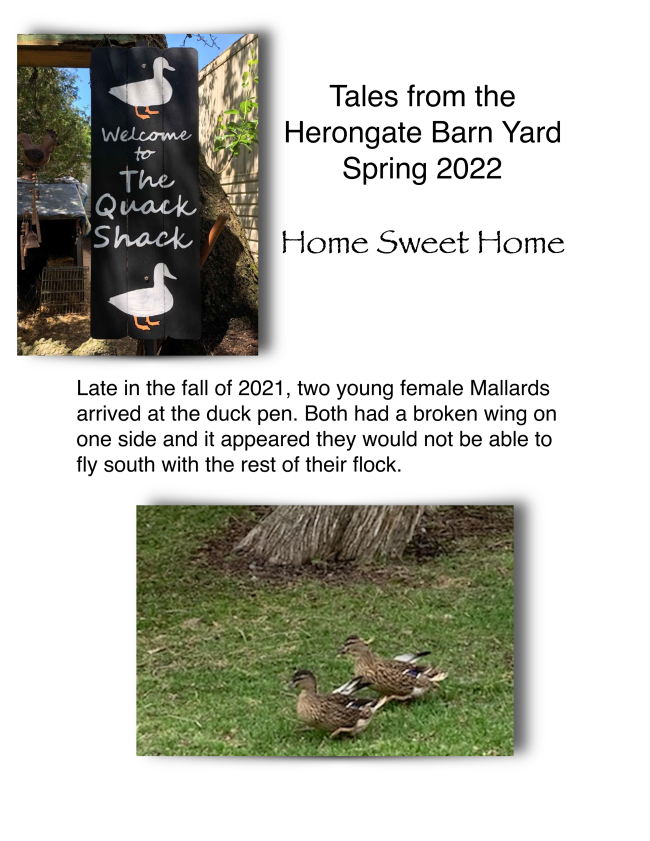 Tales from the Herongate Barn Yard  Spring 2022.png