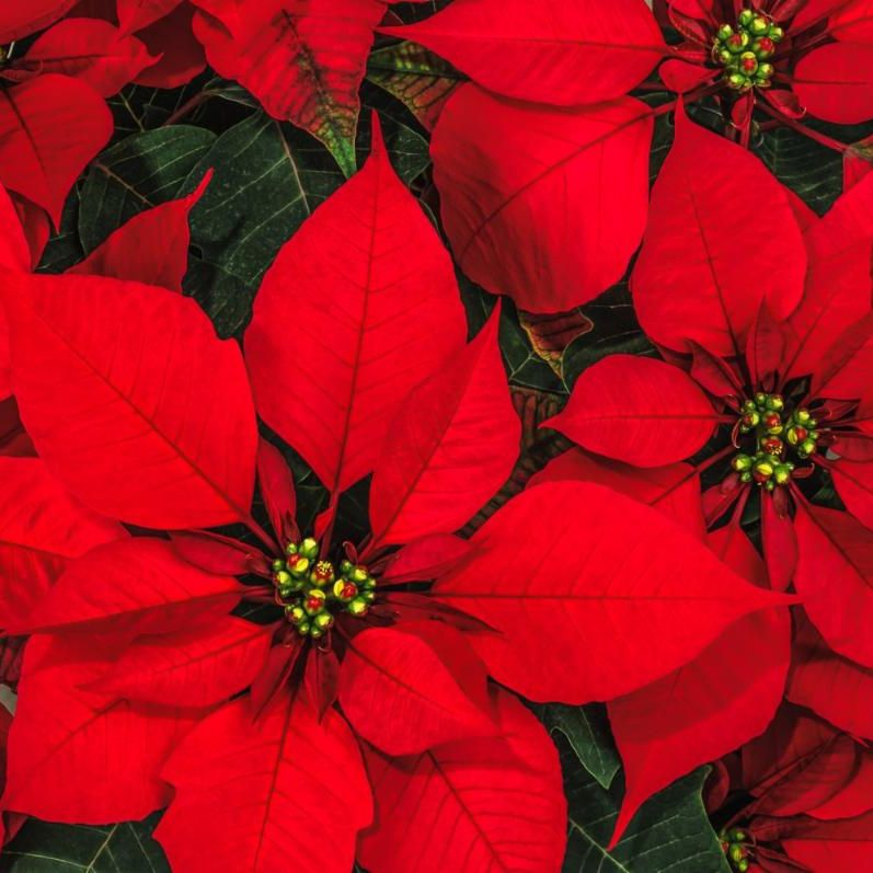 sharing caring hands