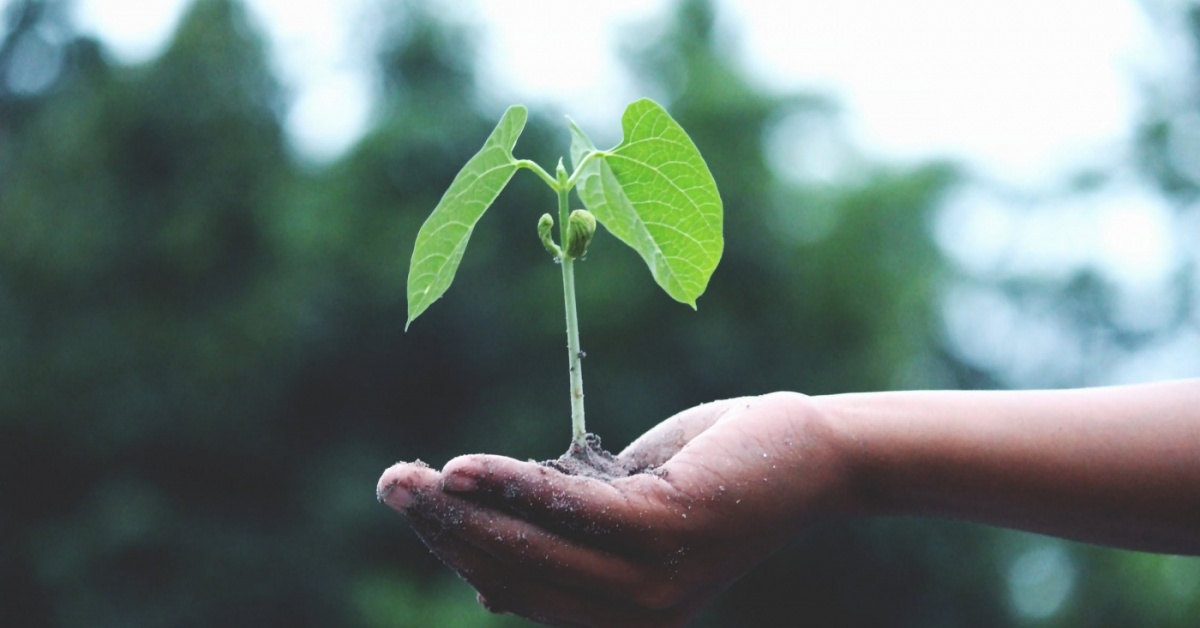 Child's hand holding a plant with exposed roots