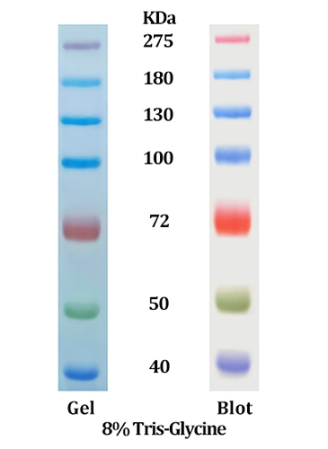 Free Sample Available: Star Ribbon Pre-stained Protein Marker