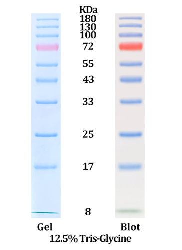 Free Sample Available: Star Ribbon Pre-stained Protein Marker