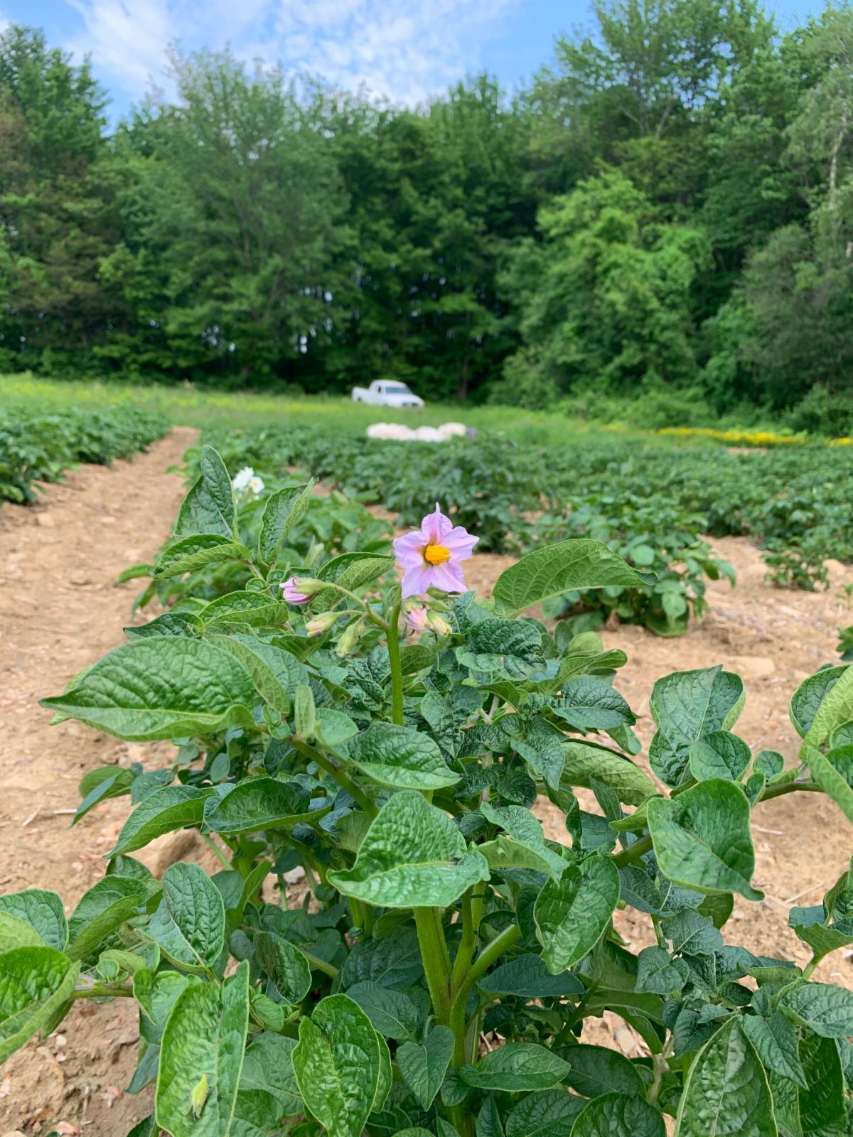 Summer Csa Week 1 Welcome To Summer Csa