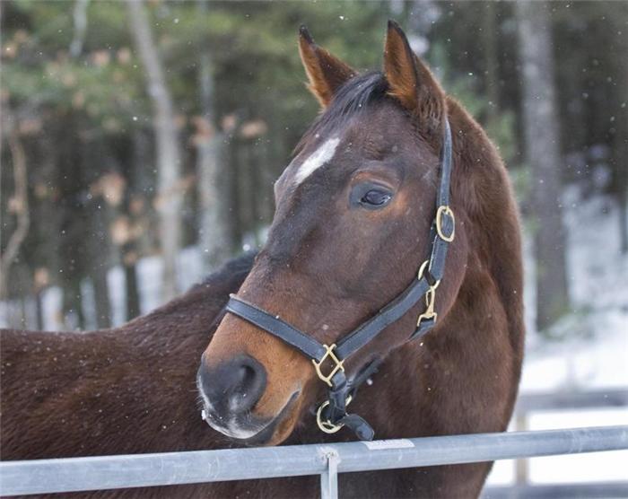 Press Release Midnight Secret Euthanized