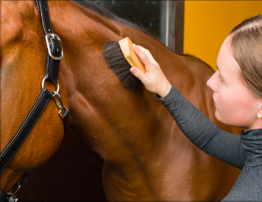 Jobtrack groom - girl bay