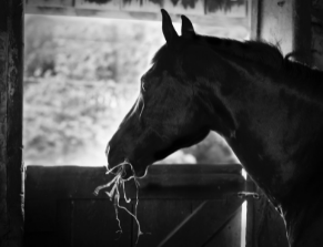 Unsplash_Horse_looking out stall