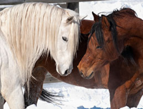 Horse_Heads_together_Bay_Grey_Donation_Dec_2021