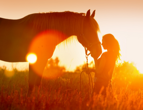 Senior Horse in the sunset