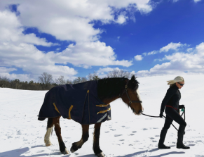 Horse in the snow - Honest Ed
