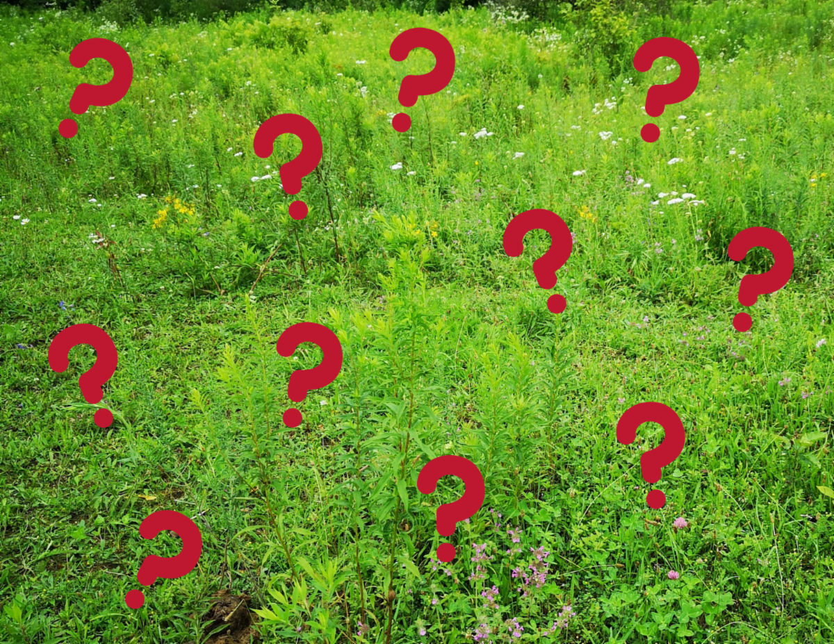 Grass with question marks