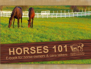 Horses 101