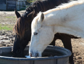two horses at water trough
