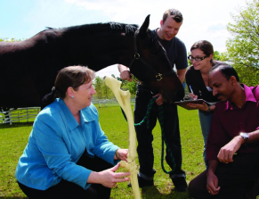 Equine Guelph Education