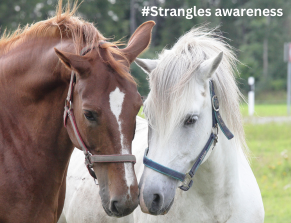 Strangles