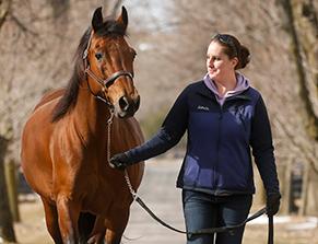 Groom leading horse